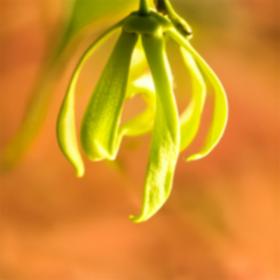 Ylang Ylang