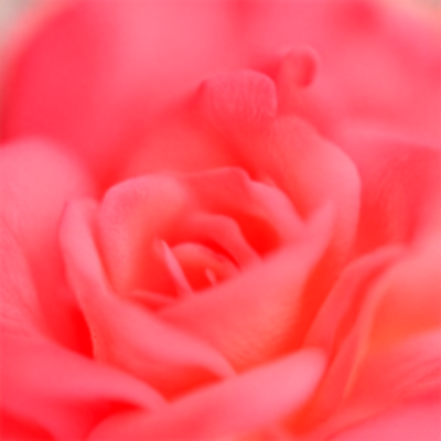 Rose Petal